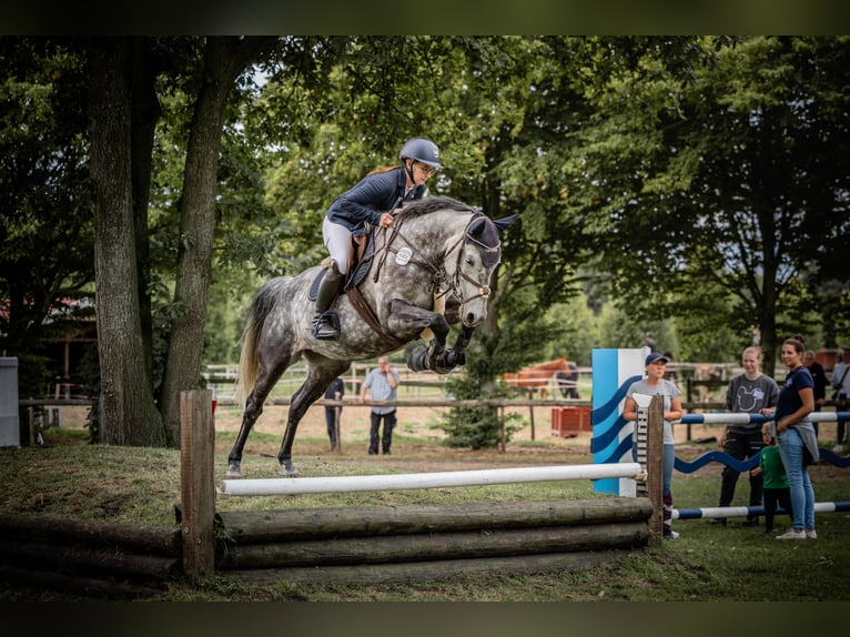 Holstein Mare 9 years 15,2 hh Grey-Dapple in Edewecht