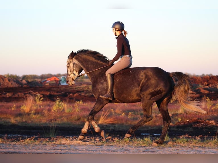 Holstein Mare 9 years 15,2 hh Grey-Dapple in Edewecht