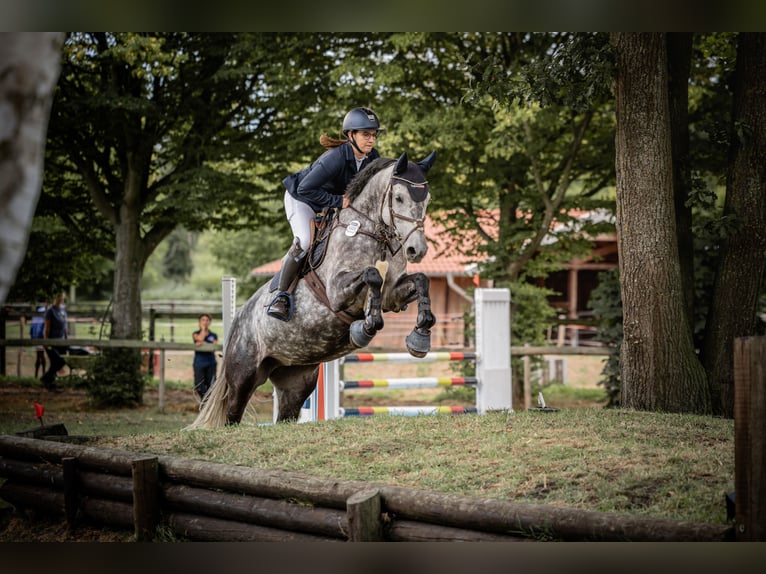 Holstein Mare 9 years 15,2 hh Grey-Dapple in Edewecht