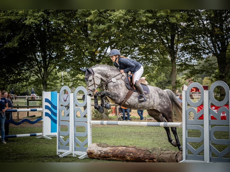 Holstein Mare 9 years 15,2 hh Grey-Dapple in Edewecht