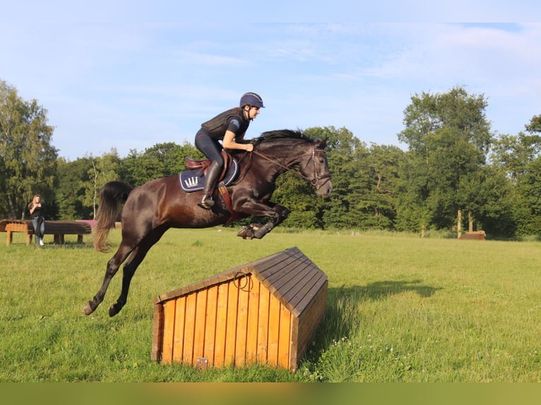 Holstein Mare 9 years 15,2 hh Grey-Dapple in Edewecht