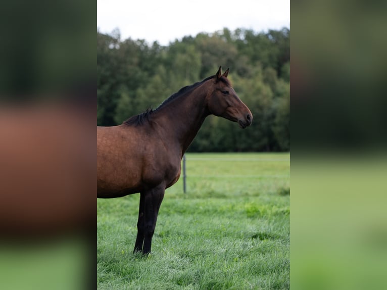 Holstein Mare 9 years 16.1 hh Bay-Dark in Westerhorn