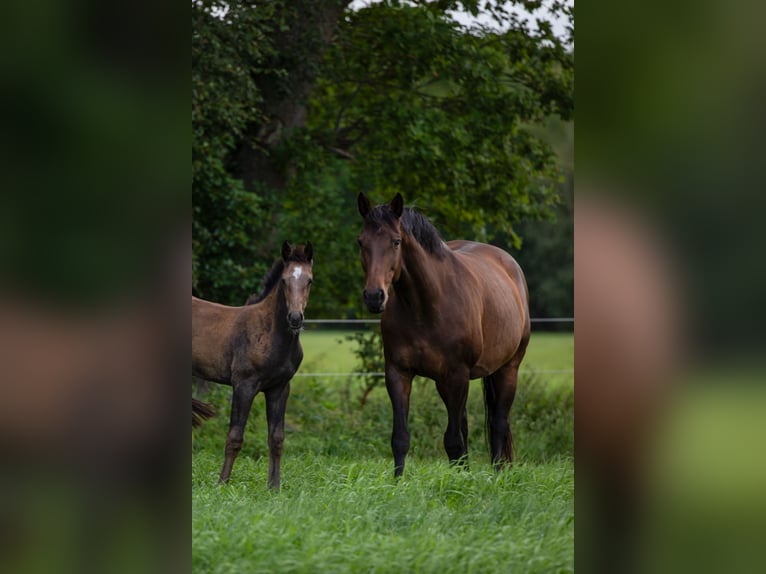 Holstein Mare 9 years 16.1 hh Bay-Dark in Westerhorn