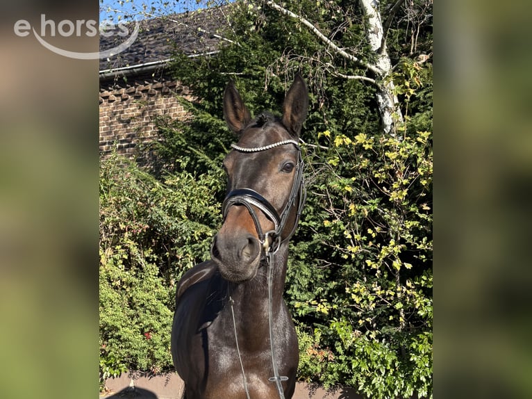 Holstein Mare 9 years 16.1 hh Bay-Dark in Niederkassel
