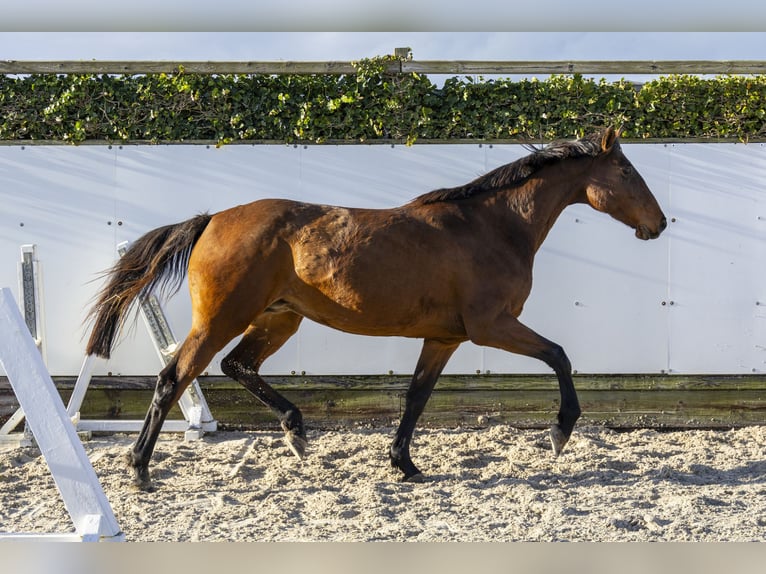 Holstein Mare 9 years 16,1 hh Brown in Waddinxveen