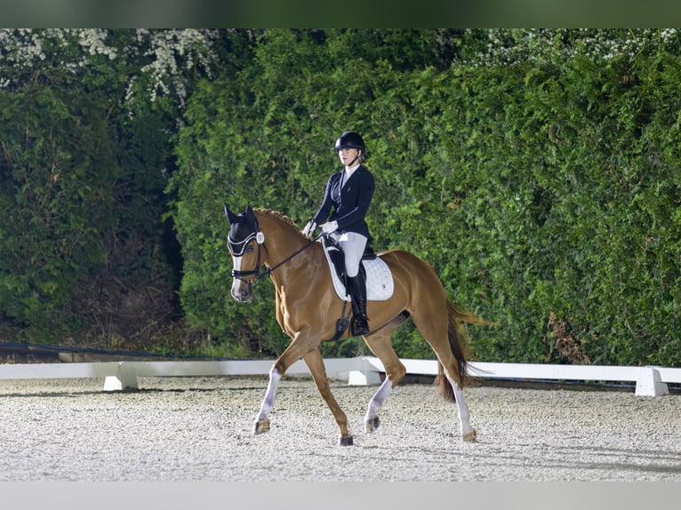 Holstein Mare 9 years 16.1 hh Chestnut-Red in Wachtberg