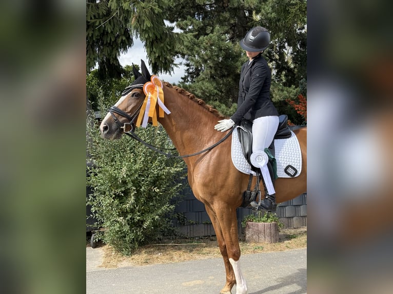 Holstein Mare 9 years 16.1 hh Chestnut-Red in Wachtberg