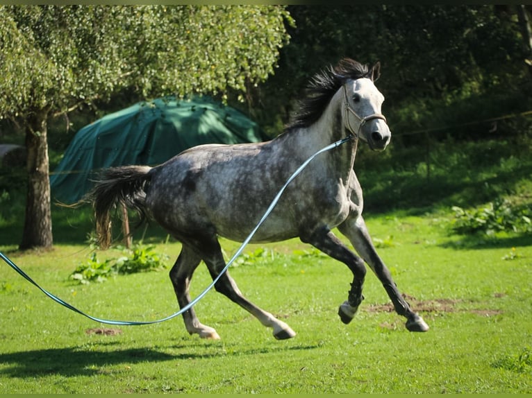 Holstein Mare 9 years 16.1 hh Grey-Dapple in Marlow