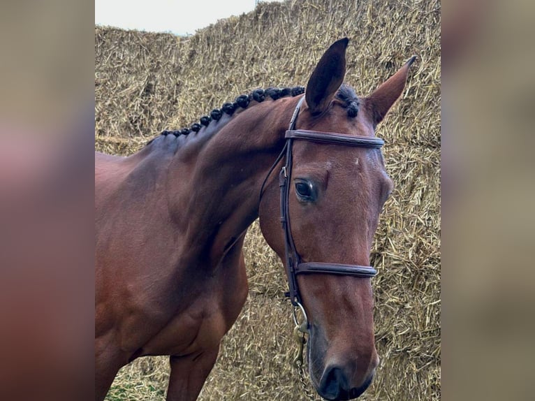 Holstein Mare 9 years 16,2 hh Black in Bladel