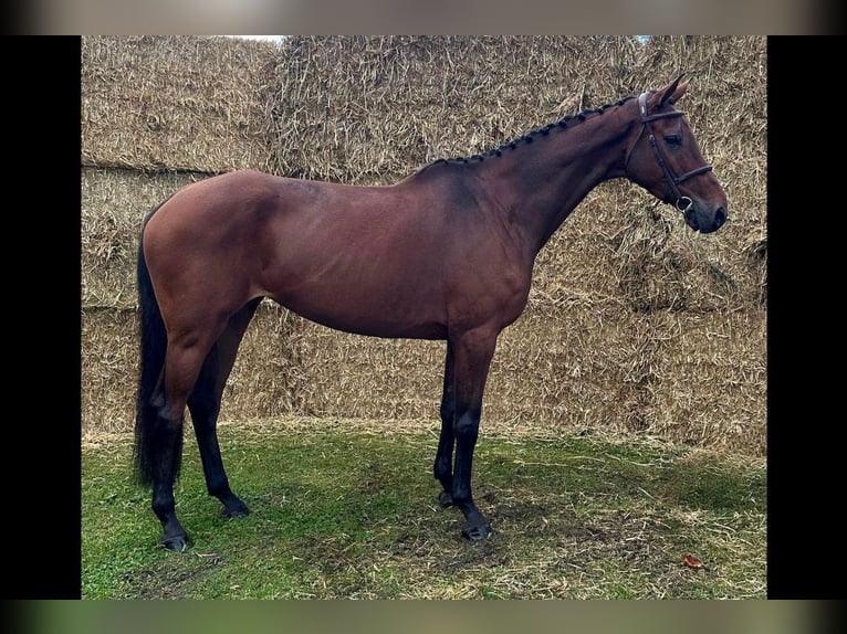 Holstein Mare 9 years 16,2 hh Black in Bladel