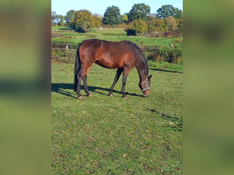 Holstein Mare 9 years 16,2 hh Brown in Nusse