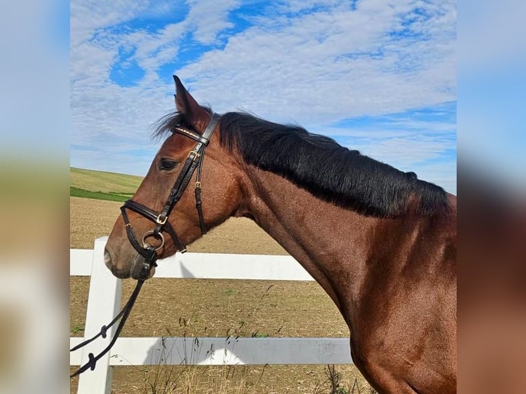 Holstein Mare 9 years 16,2 hh Brown in Allershausen