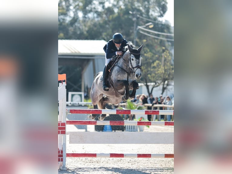 Holstein Mare 9 years 16.2 hh Grey in Santarém