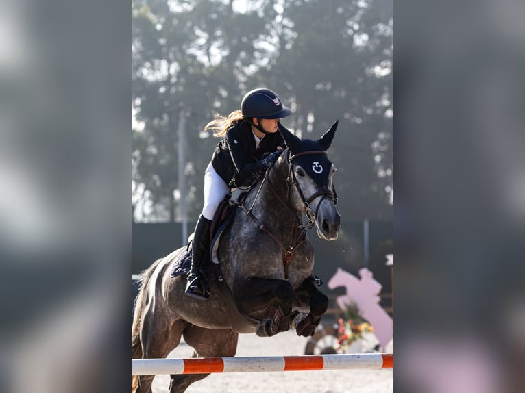Holstein Mare 9 years 16.2 hh Grey in Santarém