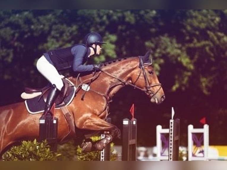 Holstein Mare 9 years 16.3 hh Brown in Poggensee