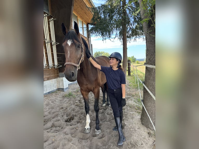 Holstein Mare 9 years 16,3 hh Brown in Poxdorf