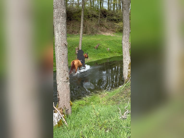 Holstein Mare 9 years 16.3 hh Chestnut-Red in Gevelsberg