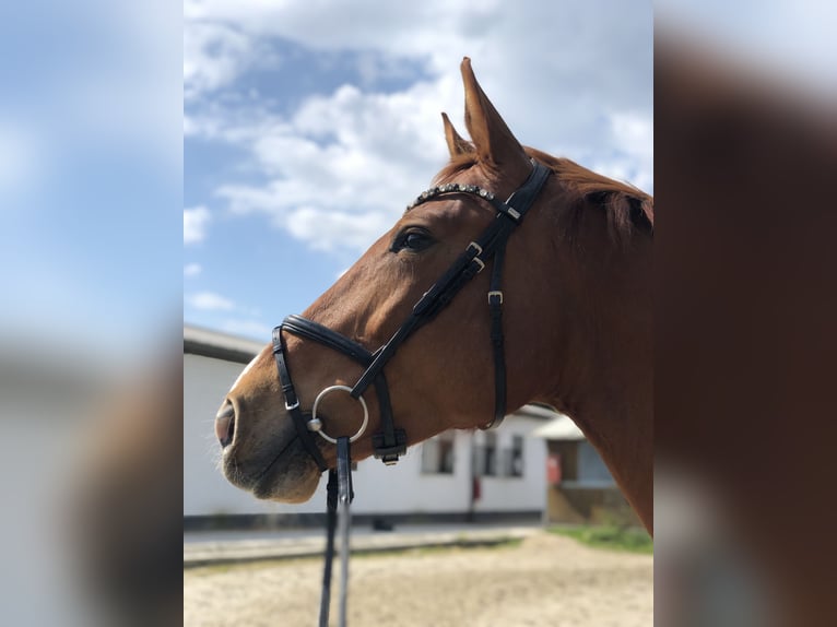 Holstein Mare 9 years 16.3 hh Chestnut-Red in Gevelsberg
