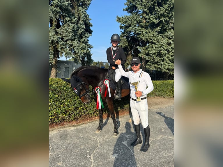 Holstein Mare 9 years 16 hh Bay-Dark in B&#xE9;k&#xE9;scsaba