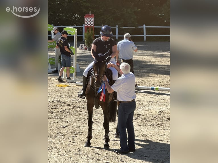 Holstein Mare 9 years 16 hh Bay-Dark in Pirmasens