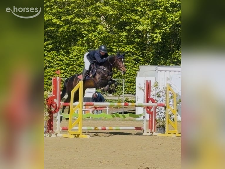 Holstein Mare 9 years 16 hh Bay-Dark in Pirmasens