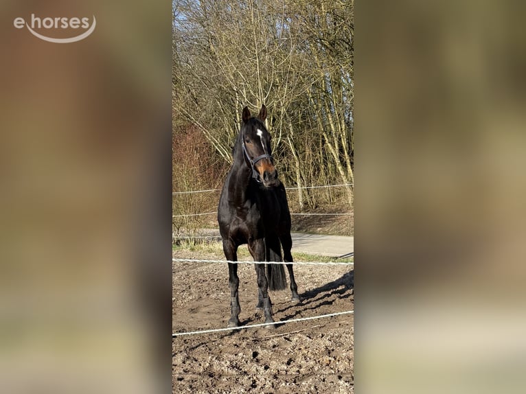 Holstein Mare 9 years 16 hh Bay-Dark in Pirmasens