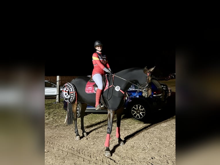 Holstein Mare 9 years 16 hh Bay-Dark in Schmilau