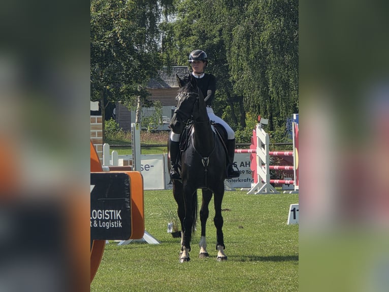 Holstein Mare 9 years 16 hh Bay-Dark in Lentföhrden