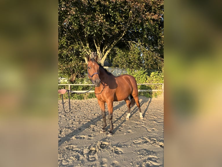 Holstein Mare 9 years 16 hh Brown in Oldenb&#xFC;ttel