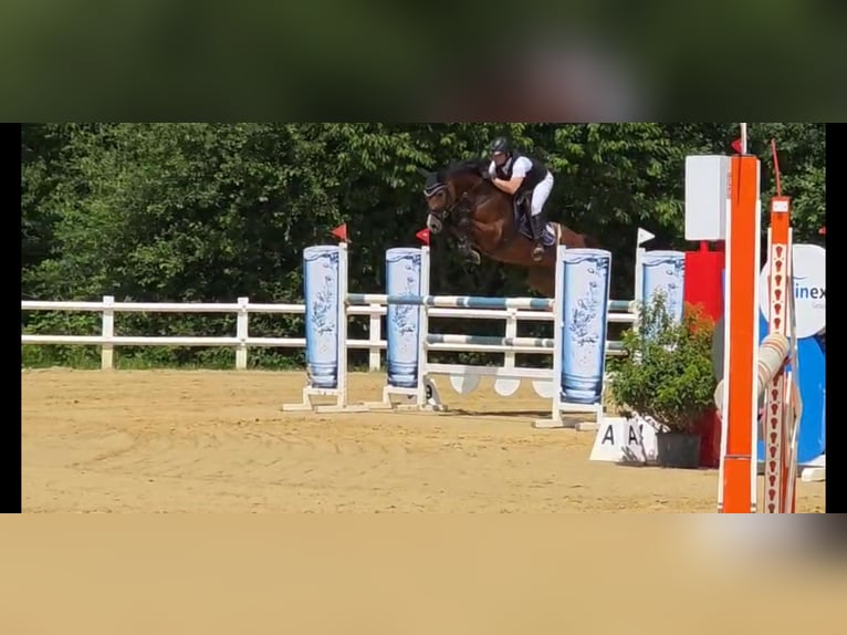 Holstein Mare 9 years 16 hh Brown in Schömberg
