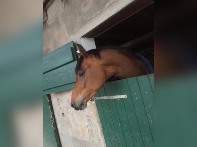 Holstein Mare 9 years 16 hh Brown in Wöhrden