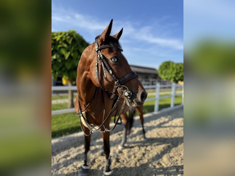 Holstein Mare 9 years 16 hh Brown in Eberstalzell
