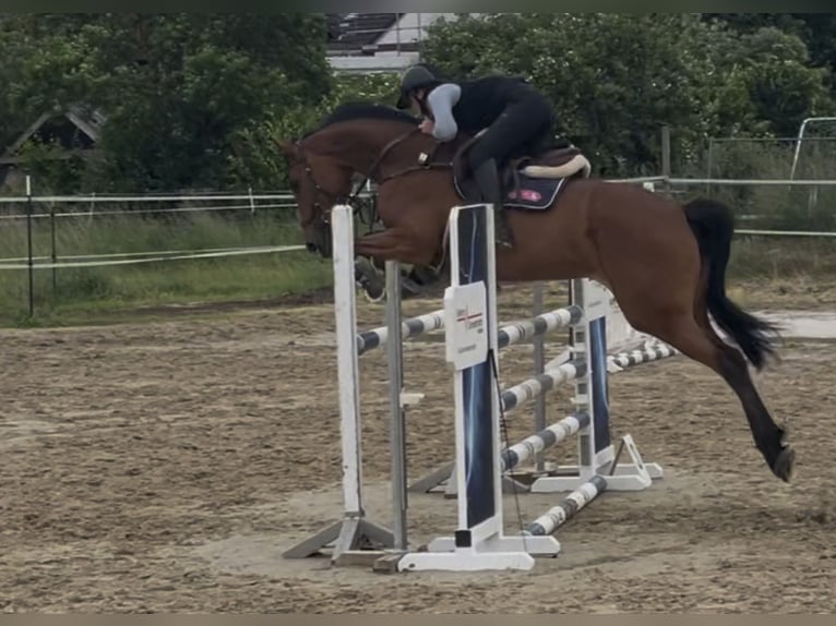 Holstein Mare 9 years 16 hh Brown in Rosenthal