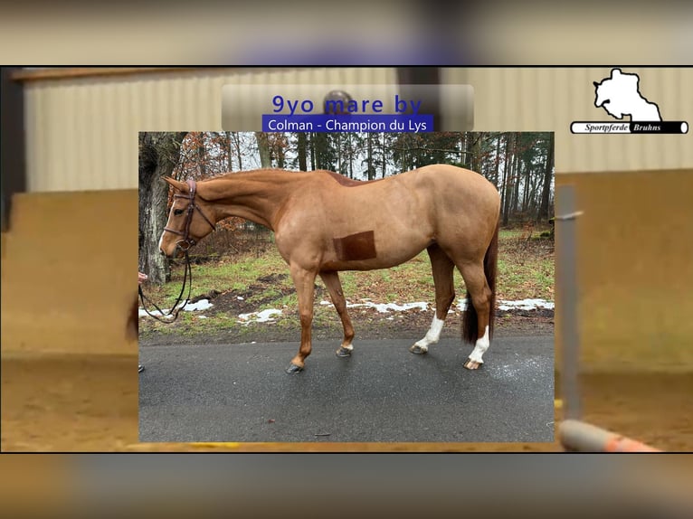 Holstein Mare 9 years 16 hh Chestnut-Red in Gadow