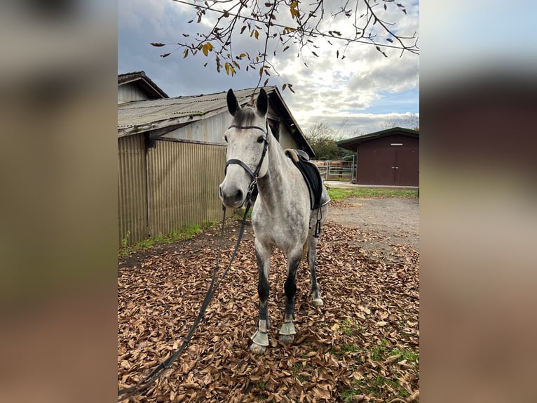 Holstein Mare 9 years 16 hh Grey-Dapple in Kehl