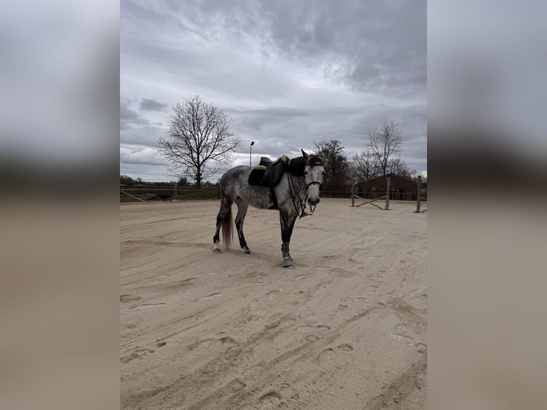 Holstein Mare 9 years 16 hh Grey-Dapple in Kehl