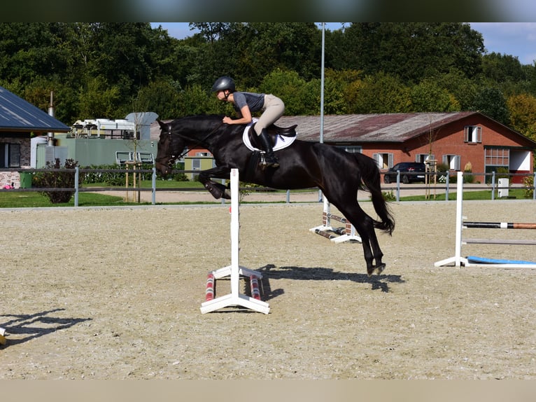 Holstein Mare 9 years 16 hh Smoky-Black in Rendsburg