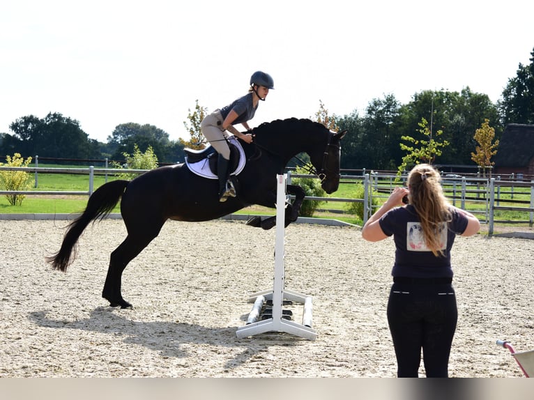 Holstein Mare 9 years 16 hh Smoky-Black in Rendsburg