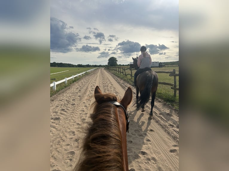 Holstein Mare 9 years 16,1 hh Bay-Dark in Schwielowsee