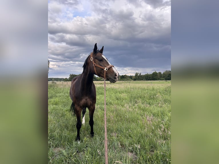 Holstein Mare 9 years 16,1 hh Bay-Dark in Schwielowsee