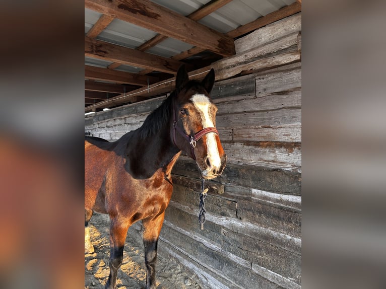 Holstein Mare 9 years 16,1 hh Bay-Dark in Schwielowsee