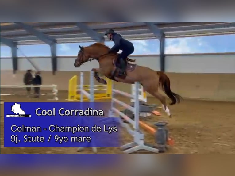 Holstein Mare 9 years 16,1 hh Chestnut-Red in Gadow