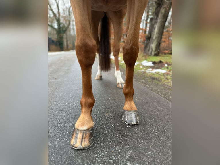 Holstein Mare 9 years 16,1 hh Chestnut-Red in Gadow