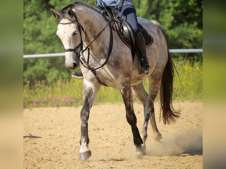Holstein Mare 9 years 16,1 hh Grey-Dapple in Marlow