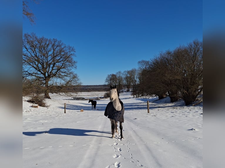 Holstein Mare 9 years 16,1 hh Grey-Dapple in Marlow