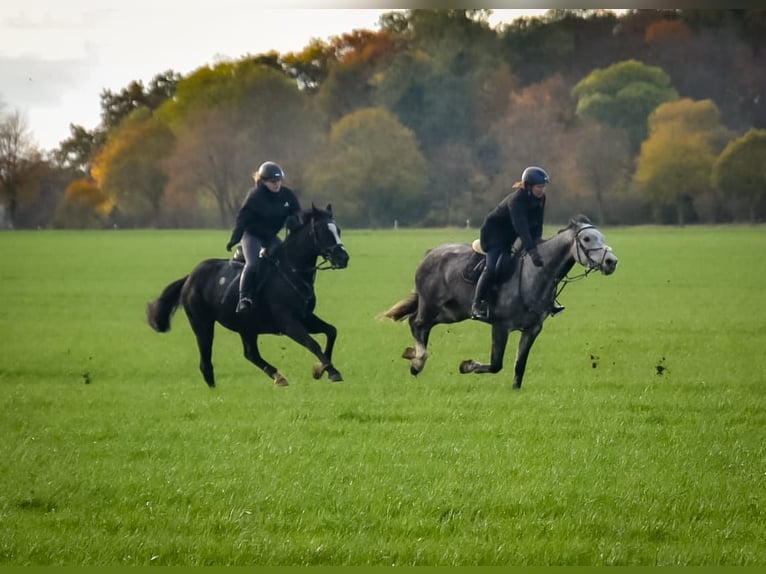 Holstein Mare 9 years 16,1 hh Grey-Dapple in Marlow