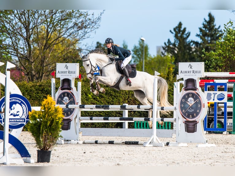 Holstein Mare 9 years 16,1 hh Grey in Wójcin