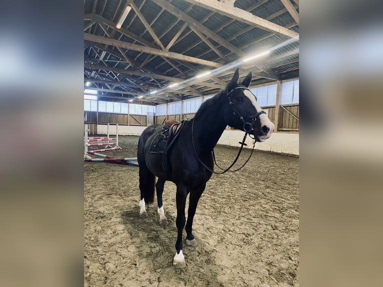 Holstein Mare 9 years 16,1 hh Smoky-Black in Preetz