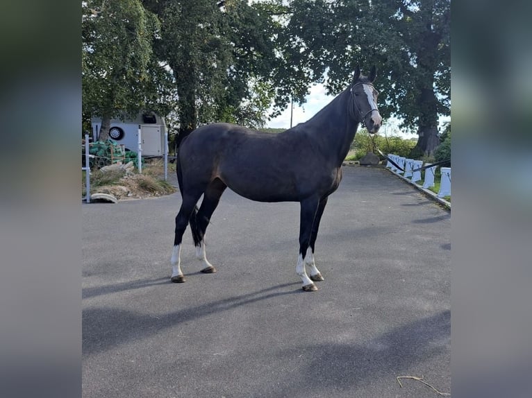 Holstein Mare 9 years 16,2 hh Bay-Dark in Tremsb&#xFC;ttel