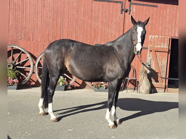 Holstein Mare 9 years 16,2 hh Bay-Dark in Tremsb&#xFC;ttel
